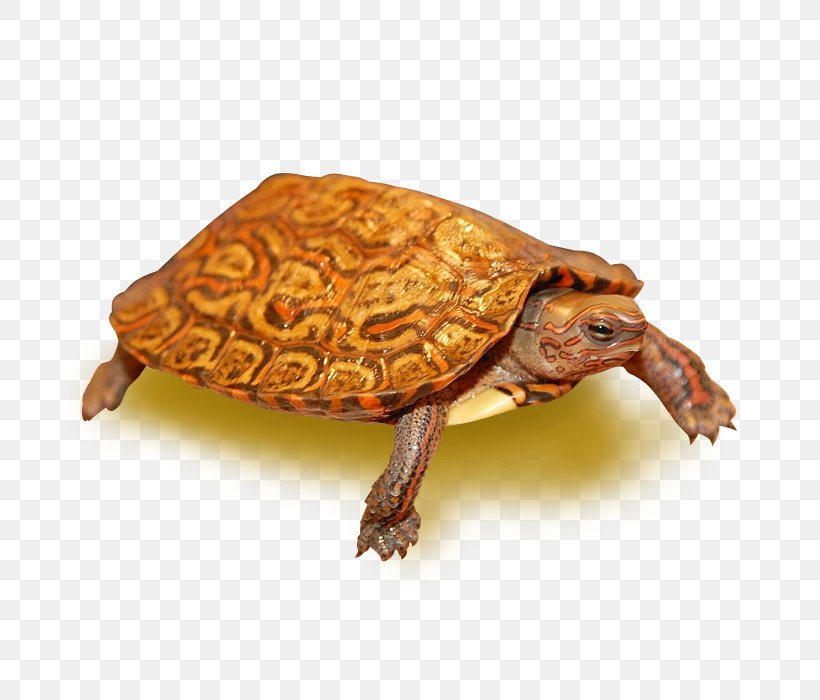 Painted Wood Turtle Eastern Box Turtle Painted Turtle, PNG, 700x700px, Turtle, Animal, Box Turtle, Box Turtles, Common Box Turtle Download Free