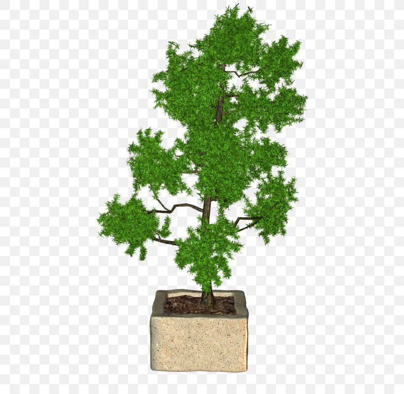 Sageretia Theezans Flowerpot Ornamental Plant Herb, PNG, 483x800px, Sageretia Theezans, Bonsai, Evergreen, Evergreen Marine Corp, Flower Download Free