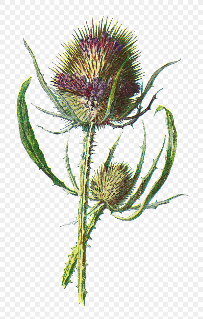 Scotland Thistle Dipsacus Fullonum Wildflower, PNG, 1017x1600px, Scotland, Artichoke Thistle, Burdock, Cirsium Vulgare, Cynara Download Free