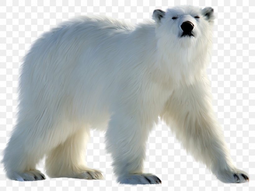 Great Pyrenees Polar Bear Arctic, PNG, 1196x896px, Great Pyrenees, Animal, Arctic, Bear, Carnivoran Download Free
