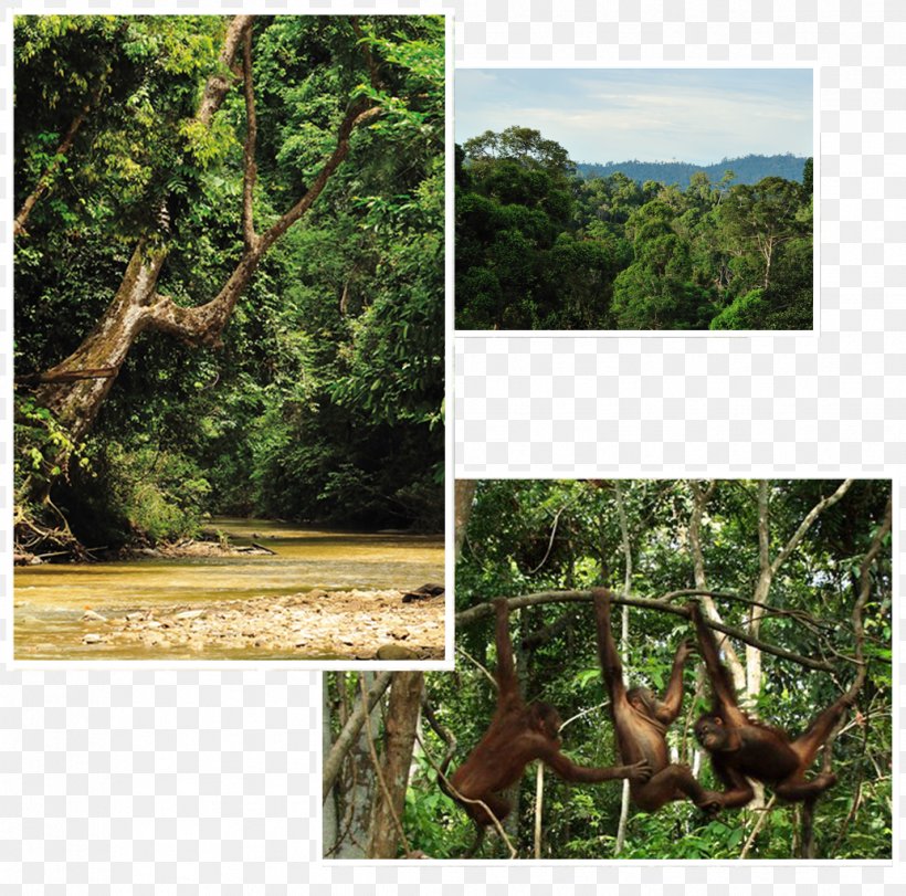 Rainforest Ecosystem Borneo Orangutan Survival Deutschland Old-growth Forest, PNG, 1034x1023px, Rainforest, Climate, Ecosystem, Fauna, Flora Download Free