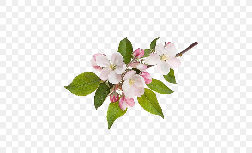 Apple Flower, PNG, 600x500px, Apple, Blossom, Branch, Cherry Blossom, Cut Flowers Download Free