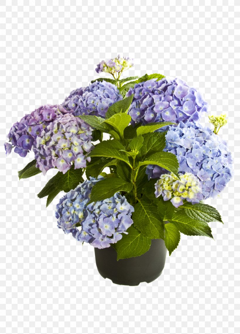 French Hydrangea Flower Lilac Plants Violet, PNG, 1200x1674px, French Hydrangea, Annual Plant, Cornales, Cut Flowers, Floral Design Download Free