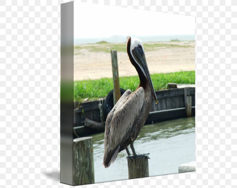 Pelican Products Beak, PNG, 546x650px, Pelican, Beak, Bird, Fauna, Pelecaniformes Download Free