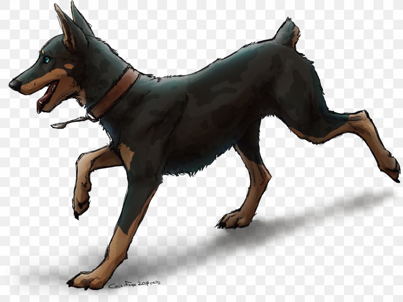 Dobermann Lancashire Heeler Miniature Pinscher German Pinscher Manchester Terrier, PNG, 1469x1100px, Dobermann, Australian Cattle Dog, Carnivoran, Dog, Dog Breed Download Free