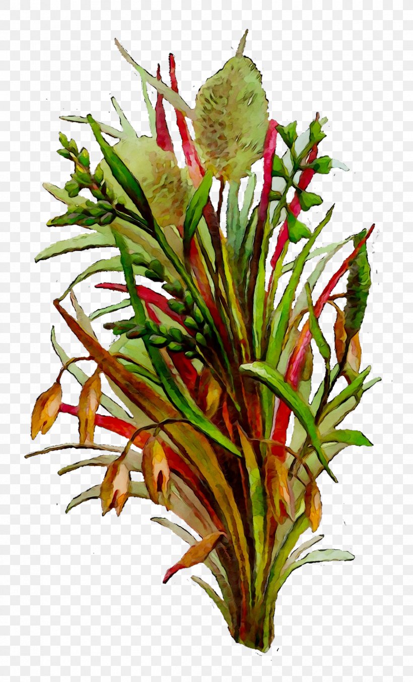 Floral Design Cut Flowers Plant Stem, PNG, 1212x1999px, Floral Design, Anthurium, Botany, Cut Flowers, Flower Download Free