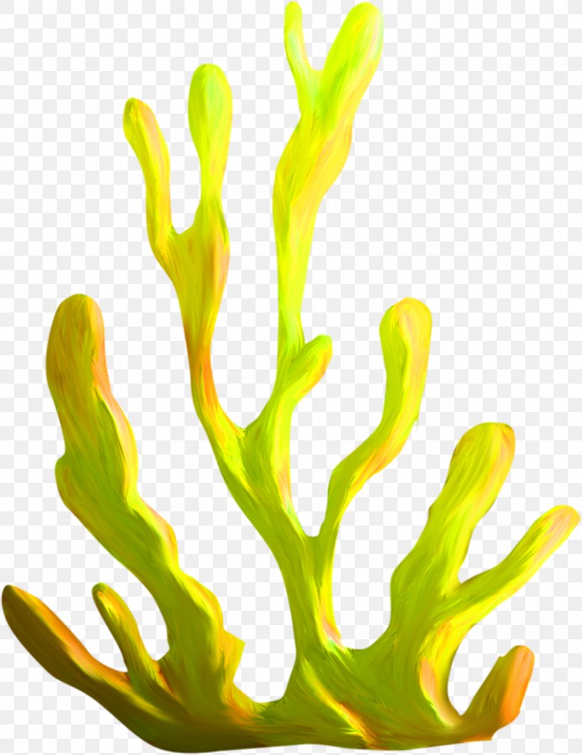 Algae Coral Plant Clip Art, PNG, 1155x1498px, Algae, Aquarium Decor, Aquatic Plants, Color, Coral Download Free