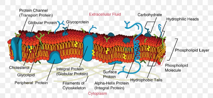 Cell Membrane Biological Membrane Fluid Mosaic Model Biology, PNG, 1046x483px, Cell Membrane, Anatomy, Biological Membrane, Biology, Cell Download Free