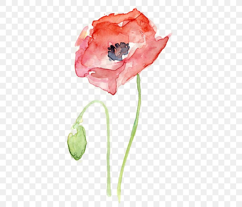 Common Poppy Watercolor Painting Printmaking, PNG, 418x700px, Common Poppy, Art, Coquelicot, Drawing, Fine Art Download Free