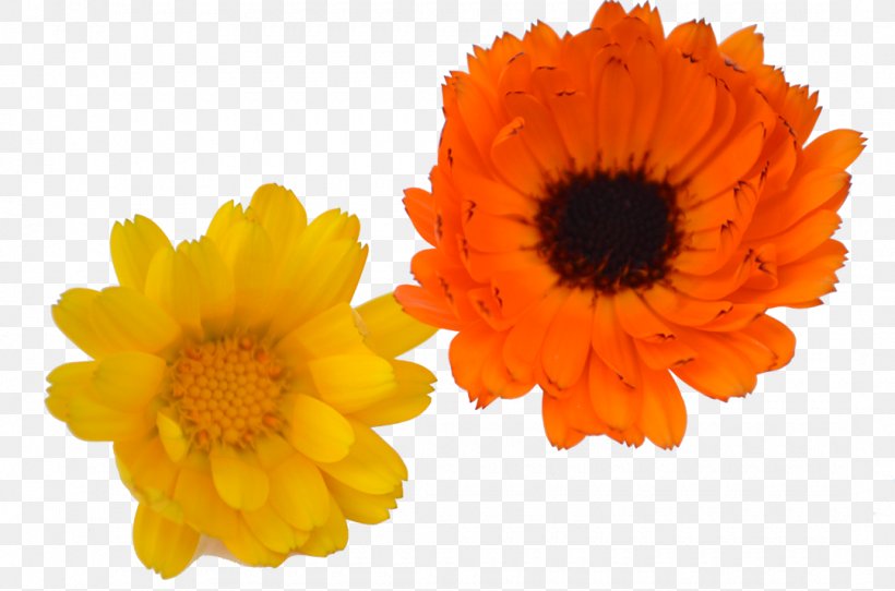 Common Sunflower Cut Flowers Daisy Family Calendula Officinalis, PNG, 1080x715px, Flower, Borage, Calendula, Calendula Officinalis, Chervil Download Free