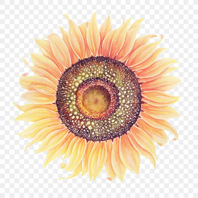 Common Sunflower Watercolor Painting, PNG, 2330x2335px, Common Sunflower, Close Up, Color, Daisy Family, Flower Download Free