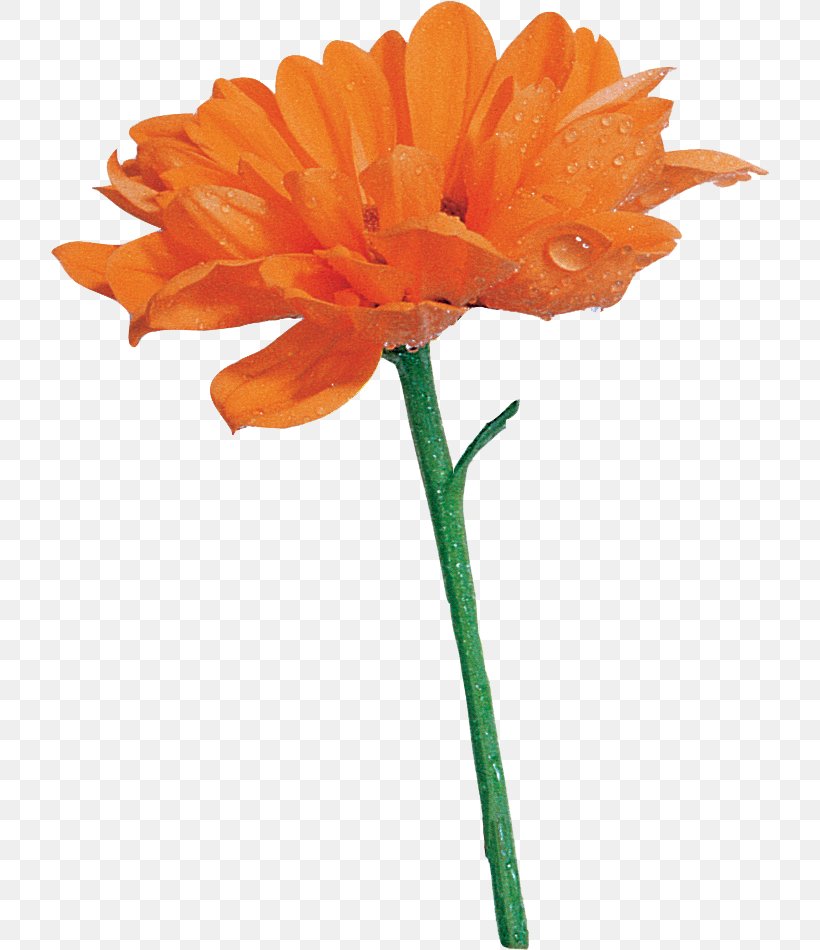 Cut Flowers Transvaal Daisy Orange Common Daisy, PNG, 718x950px, Cut Flowers, Bridesmaid, Chrysanthemum, Common Daisy, Flower Download Free