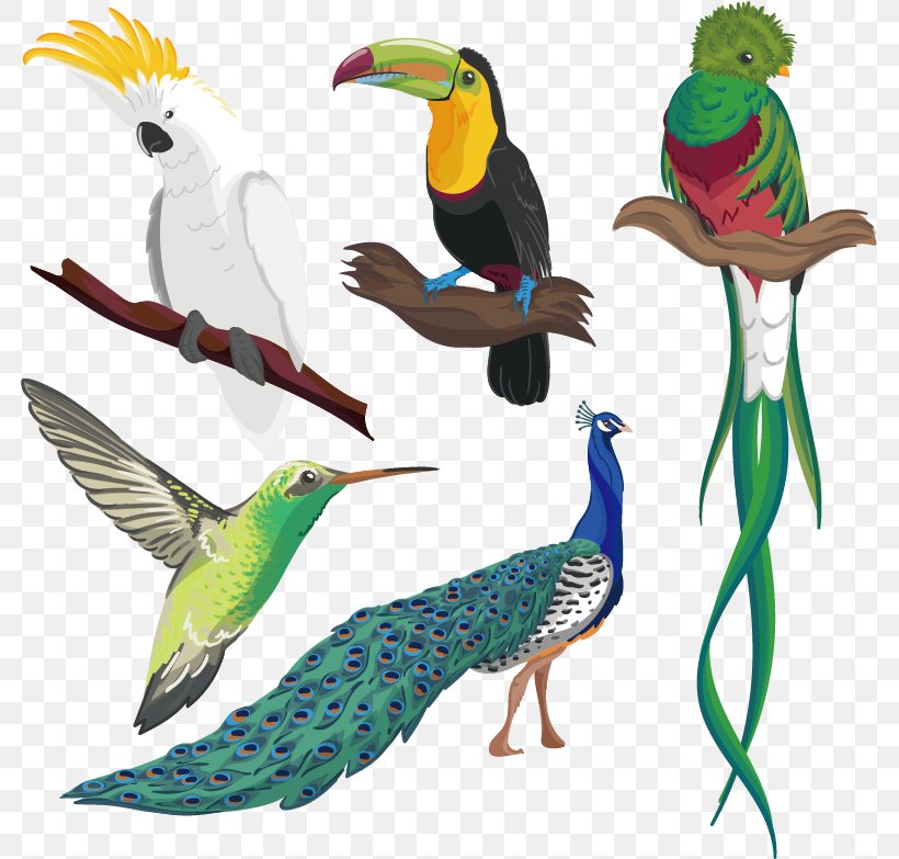 Hummingbird Parrot Drawing, PNG, 781x783px, Bird, Art, Beak, Coraciiformes, Drawing Download Free
