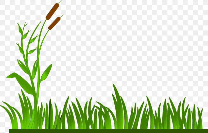 Lawn Clip Art, PNG, 1280x818px, Lawn, Commodity, Drawing, Grass, Grass Family Download Free