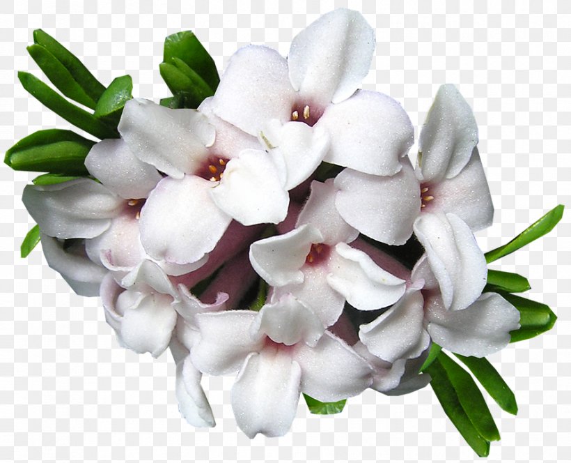 Stock.xchng Cut Flowers Clip Art Upper Hutt, PNG, 889x720px, Flower, Blume, Cut Flowers, Flowering Plant, Lilac Download Free