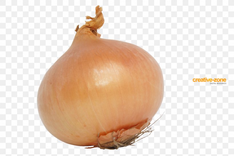 Yellow Onion Shallot Red Onion Winter Squash Bulb, PNG, 1024x683px, Yellow Onion, Allium, Author, Bulb, Creative Labs Download Free