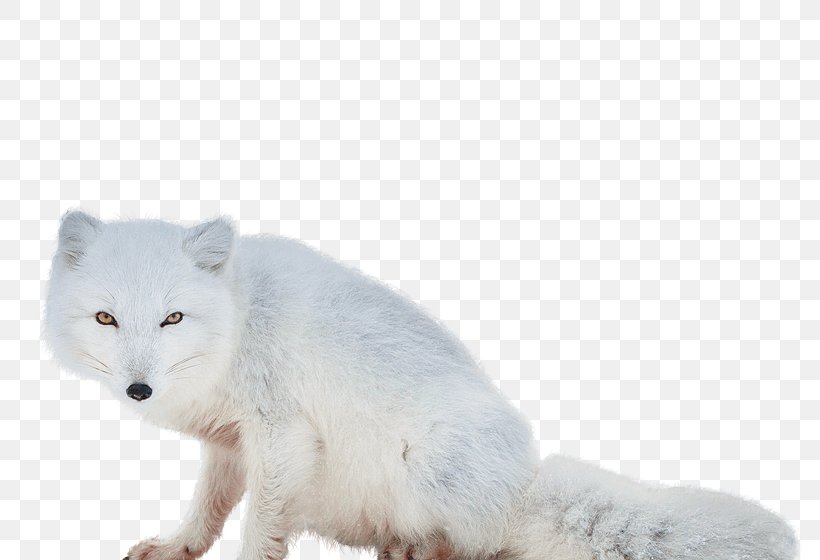 Arctic Fox Alaskan Tundra Wolf, PNG, 815x560px, Arctic Fox, Alaskan Tundra Wolf, Arctic, Canidae, Canis Lupus Tundrarum Download Free