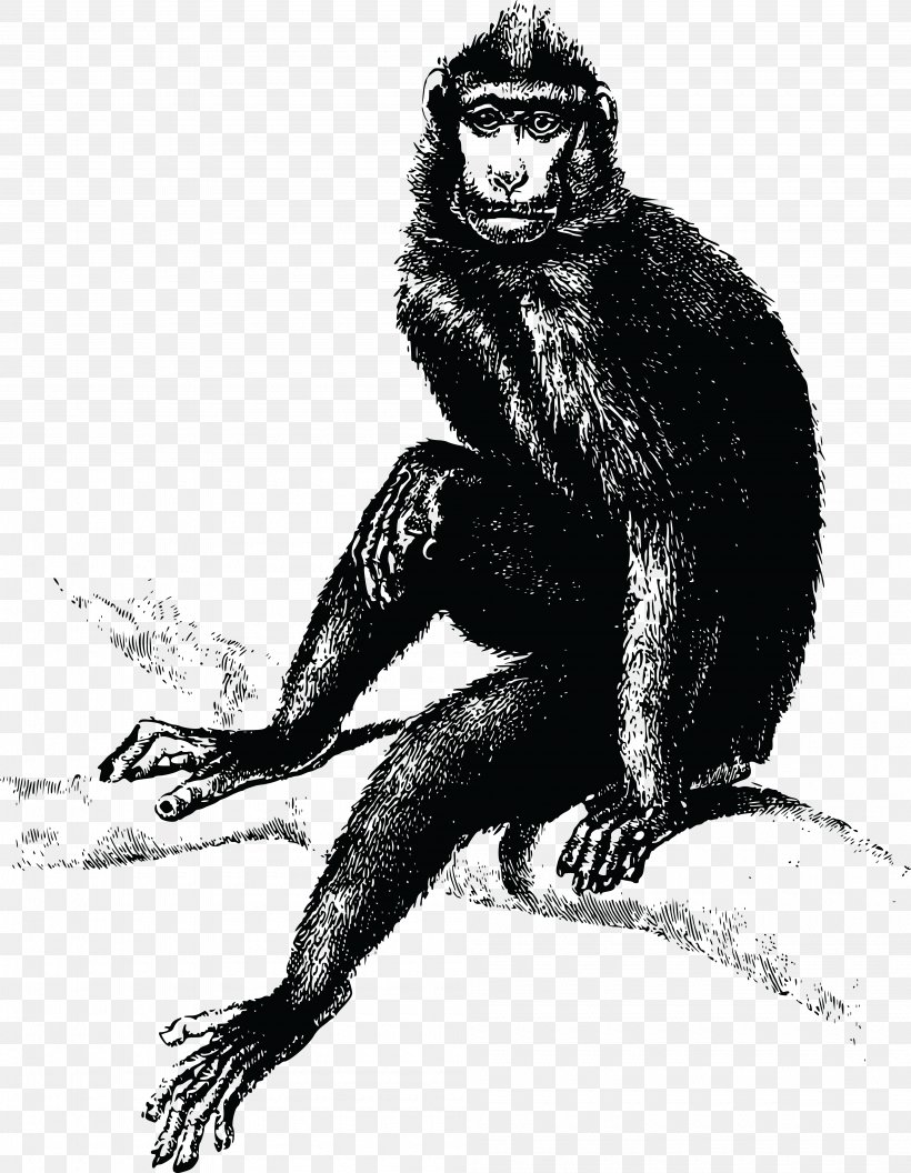 Common Chimpanzee Gorilla The Evil Monkey T-shirt, PNG, 4000x5154px, Common Chimpanzee, Ape, Art, Black And White, Blackandwhite Colobuses Download Free