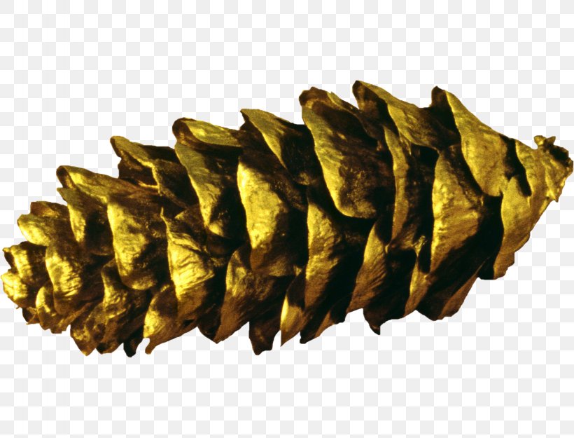 Conifer Cone Pine Clip Art, PNG, 1638x1250px, Conifer Cone, Christmas, Material, Pine, Pine Family Download Free