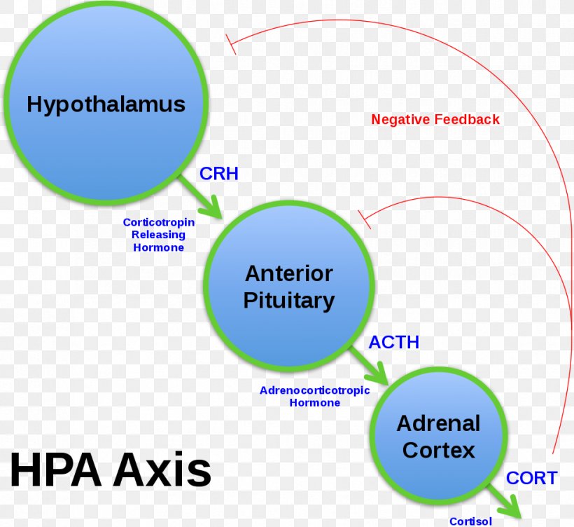 Corticotropin-releasing Hormone Adrenocorticotropic Hormone Releasing And Inhibiting Hormones Cortisol Hypothalamic–pituitary–adrenal Axis, PNG, 981x900px, Corticotropinreleasing Hormone, Adrenal Gland, Adrenal Insufficiency, Adrenocorticotropic Hormone, Anterior Pituitary Download Free