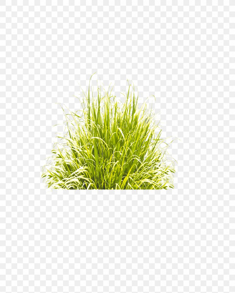 Grass, PNG, 1308x1634px, Jpeg Network Graphics, Designer, Flowerpot, Grass, Grass Family Download Free