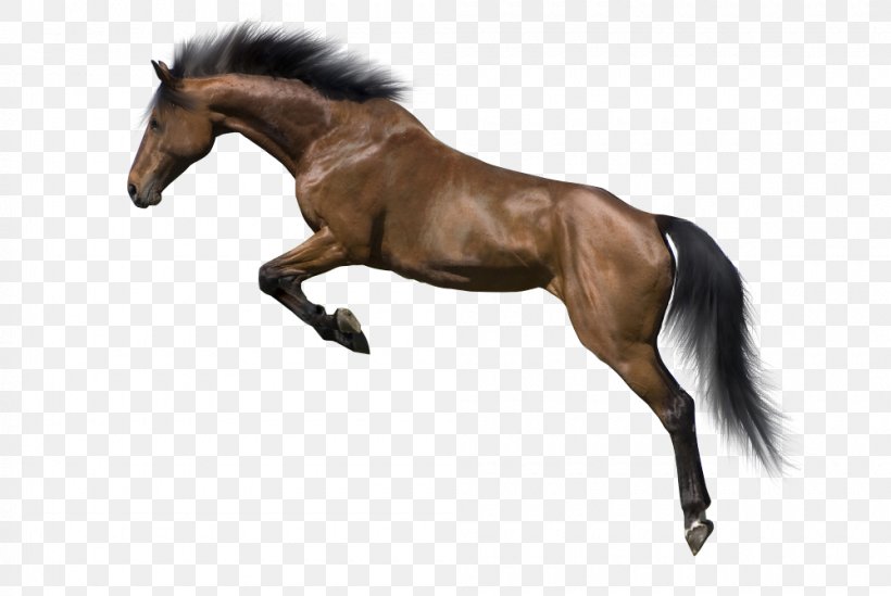 Appaloosa Stallion Mane, PNG, 1000x670px, Appaloosa, Bit, Bridle, Doma Gentile, English Riding Download Free