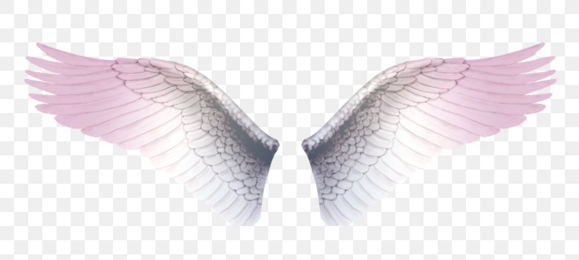 Clip Art, PNG, 800x368px, Information, Feather, Royaltyfree, Sticker, Wing Download Free