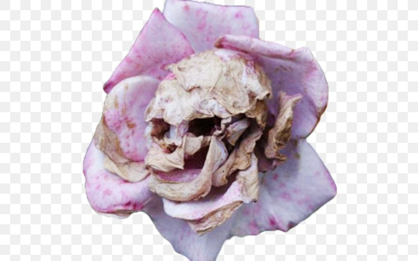Flower Plants Seed Skull Petal, PNG, 512x512px, Flower, Blossom, Brain, Death, Perfume Download Free