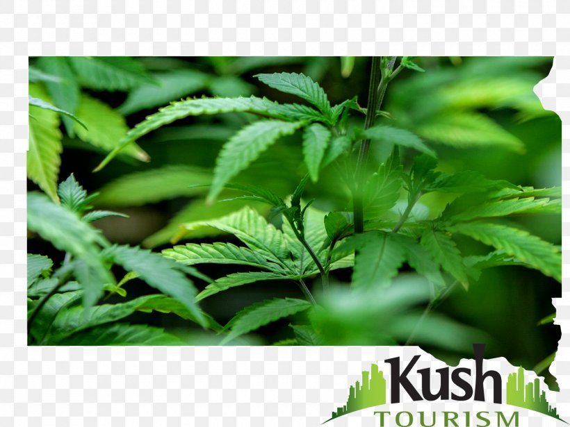 Hemp Leaf Cannabis Herb, PNG, 1500x1125px, Hemp, Cannabis, Grass, Hemp Family, Herb Download Free