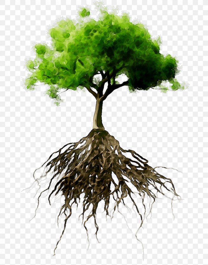Root Stock Photography Tree Oak Stock.xchng, PNG, 908x1157px, Root, Branch, Flower, Fotolia, Houseplant Download Free