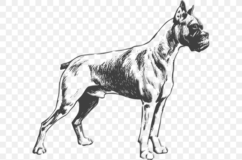 Boxer Bulldog Standard Schnauzer Puppy Purebred Dog, PNG, 600x542px, Boxer, Black And White, Breed, Bulldog, Canidae Download Free