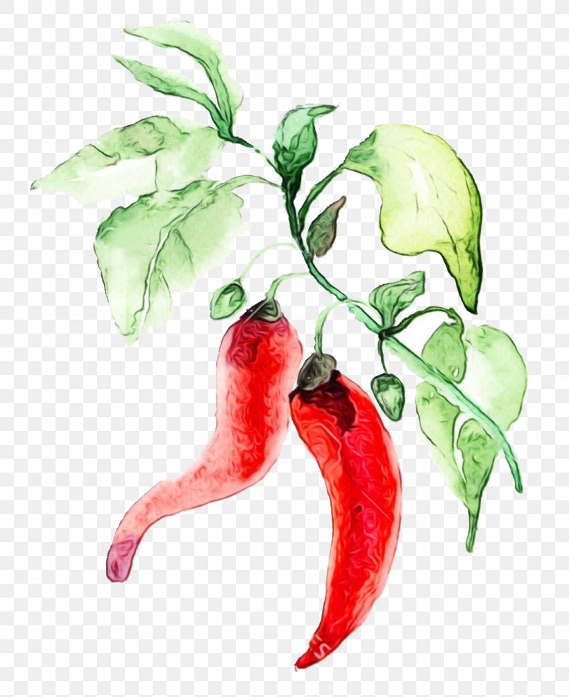 Flowering Plant Plant Malagueta Pepper Flower Tabasco Pepper, PNG, 1062x1300px, Watercolor, Bell Peppers And Chili Peppers, Chili Pepper, Flower, Flowering Plant Download Free