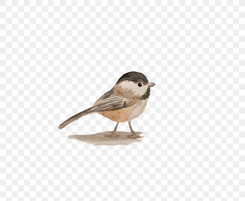 House Sparrow Jack Sparrow Bird Watercolor Painting, PNG, 500x672px, House Sparrow, Beak, Beige, Bird, Chickadee Download Free