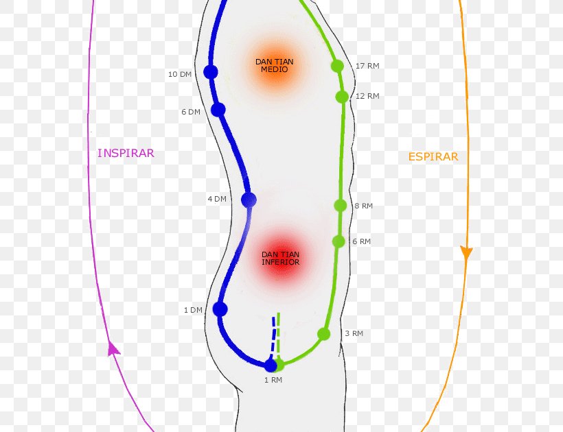 Microcosmic Orbit Qigong Nebeški Krogotok Taoism, PNG, 613x630px, Watercolor, Cartoon, Flower, Frame, Heart Download Free