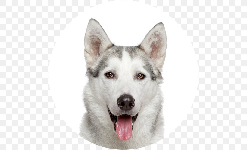 Siberian Husky Cat Puppy Pet, PNG, 500x500px, Siberian Husky, Alaskan Klee Kai, Alaskan Malamute, Animal, Canaan Dog Download Free