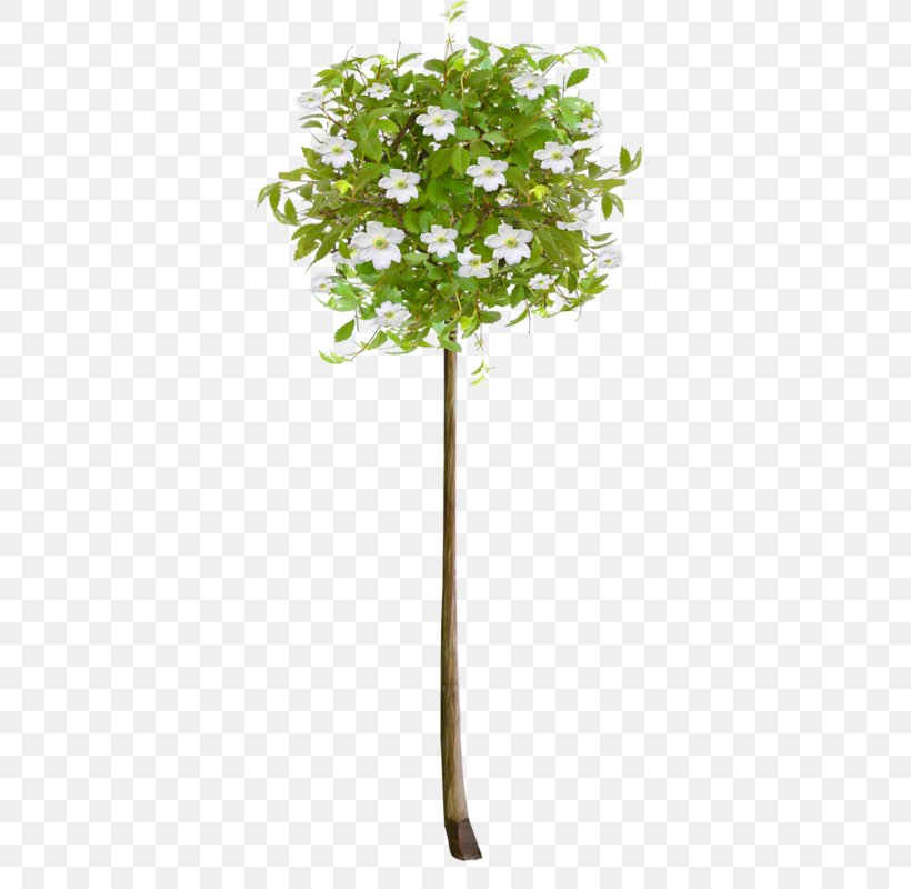 Tree Fir Shrub Plants Clip Art, PNG, 405x800px, Tree, Bonsai, Branch, Cupressus, Evergreen Download Free