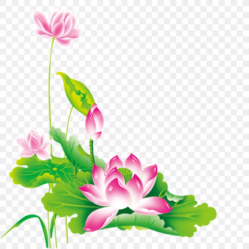 Nelumbo Nucifera Chinese New Year Pink, PNG, 1000x1000px, Nelumbo Nucifera, Aquatic Plant, Art, Chinese New Year, Cut Flowers Download Free