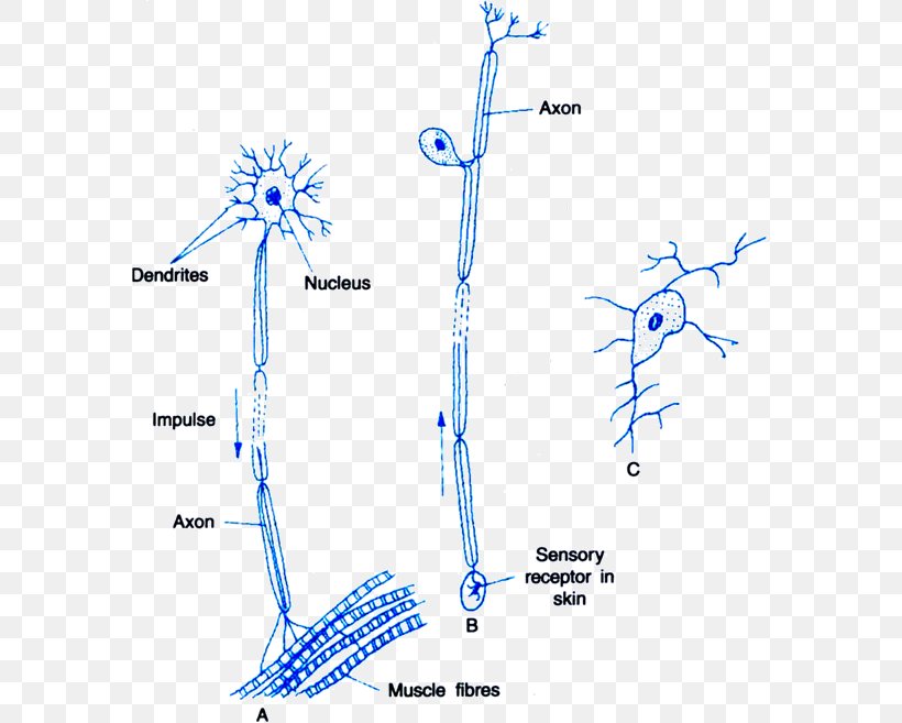 Nervous System Multipolar Neuron Sensory Neuron Nerve, PNG, 579x657px, Watercolor, Cartoon, Flower, Frame, Heart Download Free