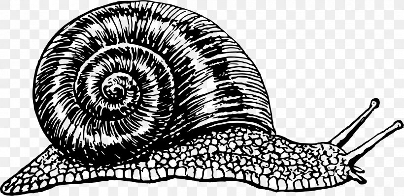 Burgundy Snail Garden Snail Clip Art, PNG, 2400x1170px, Snail, Achatina Achatina, Artwork, Black And White, Burgundy Snail Download Free