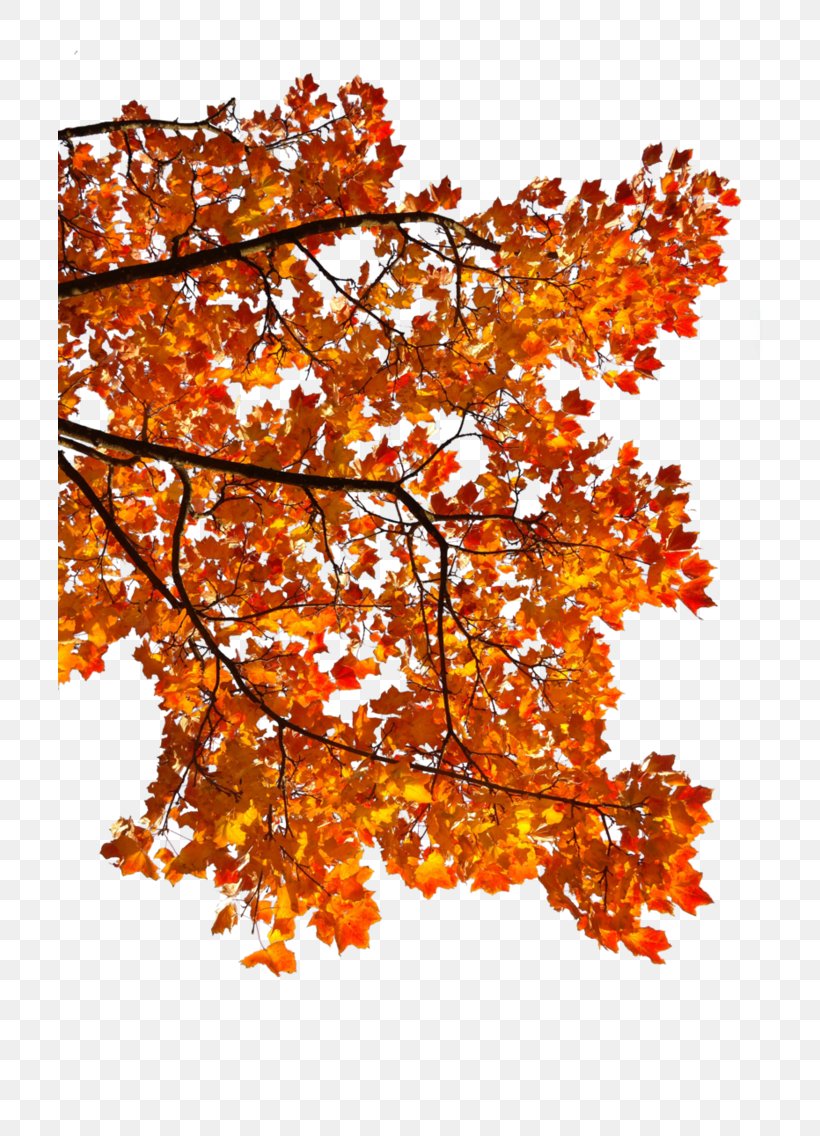 Maple Leaf Autumn Android Clip Art, PNG, 704x1136px, Maple Leaf, Android, Autumn, Autumn Leaf Color, Branch Download Free
