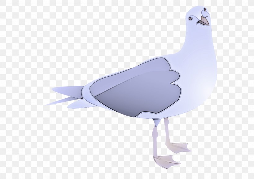 Bird Beak Seabird Gull Goose, PNG, 2400x1697px, Bird, Beak, Goose, Gull, Seabird Download Free