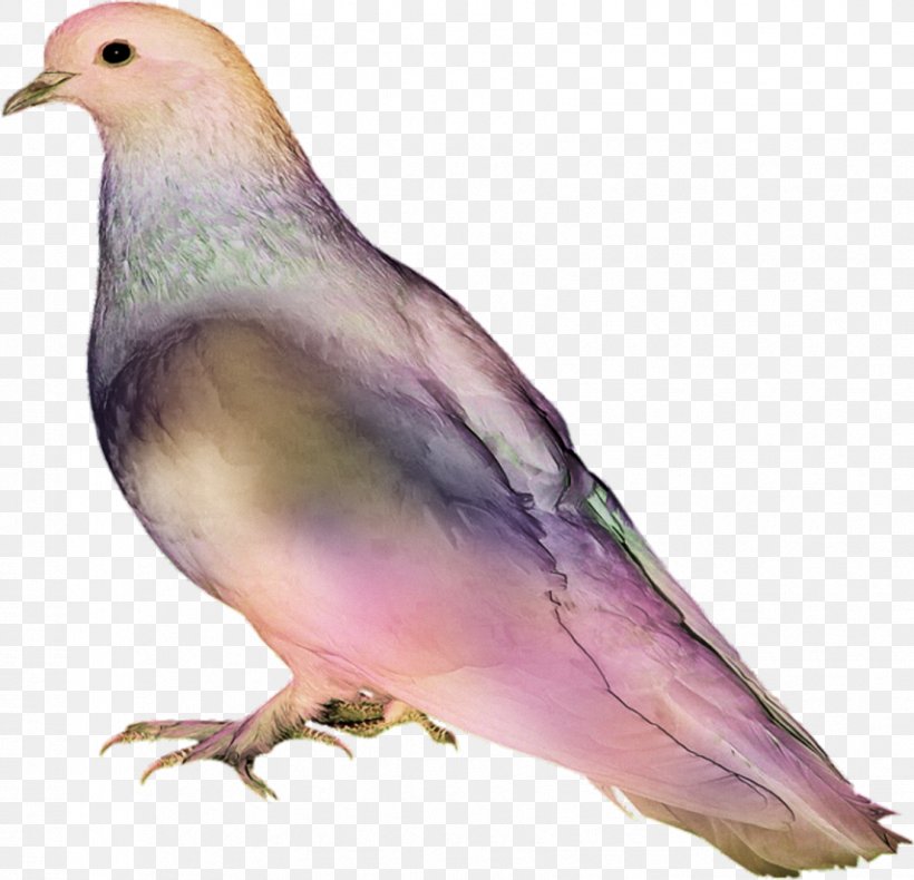 Bird Pigeons And Doves Image Clip Art, PNG, 855x824px, Bird, Animal, Beak, Blog, Cat Download Free