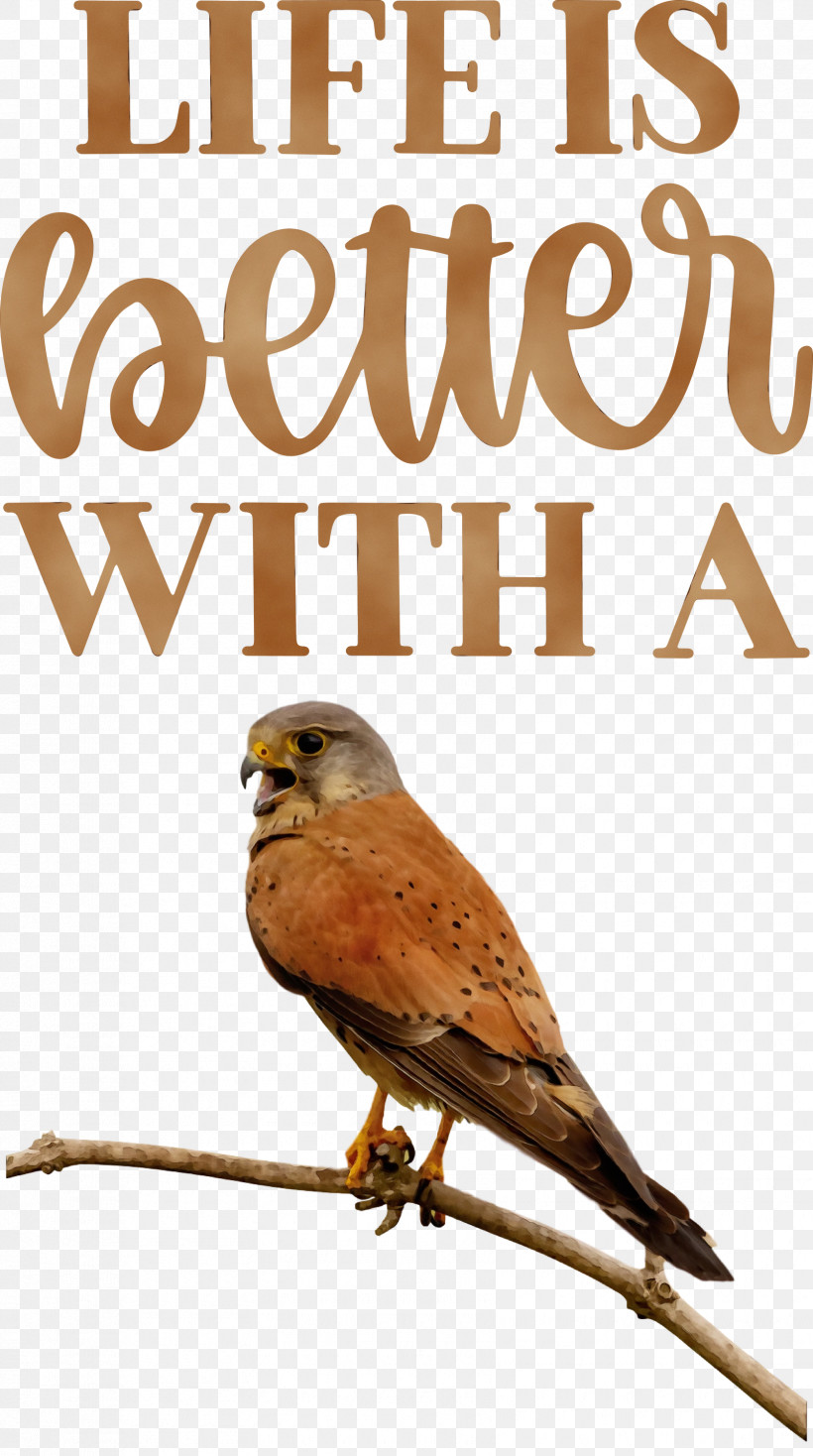 Birds Beak Font West Inn Hotel Meter, PNG, 1675x2999px, Life, Beak, Better, Biology, Birds Download Free