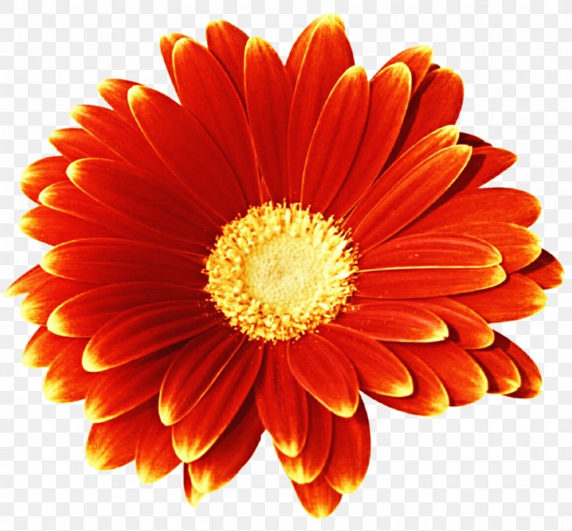Blog Flower, PNG, 1024x951px, Blog, Chrysanths, Cut Flowers, Daisy, Daisy Family Download Free