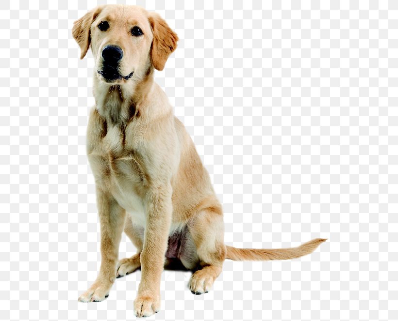 Dogo Argentino Great Dane Pet Sitting Dog Walking Flyer, PNG, 552x663px, Dogo Argentino, Advertising, Brochure, Carnivoran, Companion Dog Download Free