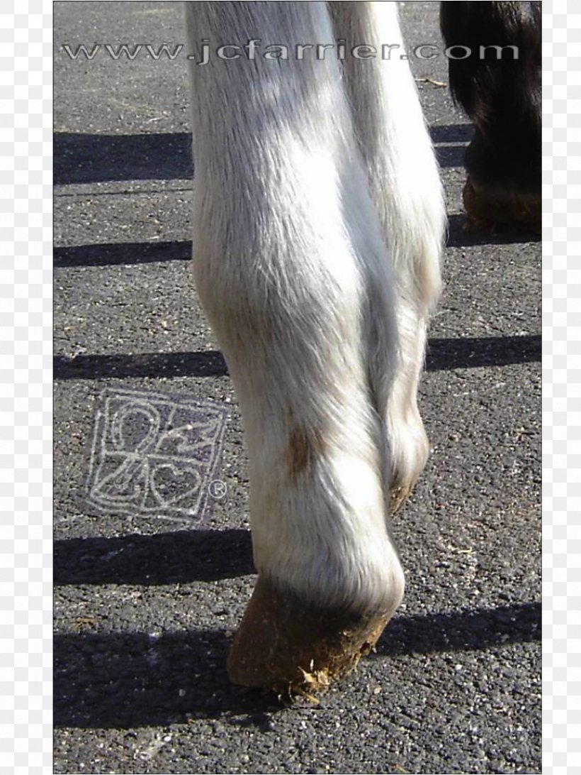 Flexor Digitorum Profundus Muscle Tendon Foal Mustang Tendinitis, PNG, 846x1127px, Flexor Digitorum Profundus Muscle, Birth Defect, Calf, Foal, Fur Download Free