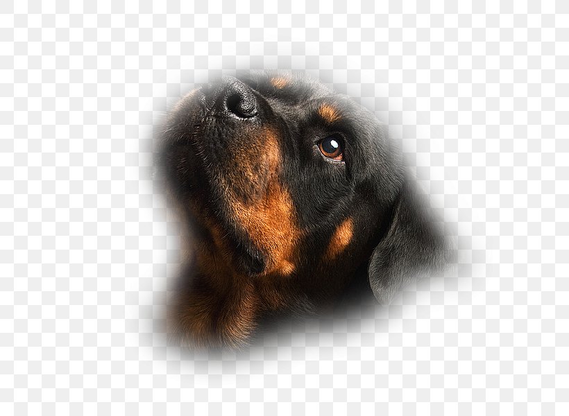 Black And Tan Coonhound Dog Breed Puppy Rottweiler Cat, PNG, 600x600px, Black And Tan Coonhound, Blog, Carnivoran, Cat, Centerblog Download Free