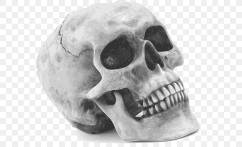 Human Skull Symbolism Human Skeleton Clip Art, PNG, 573x499px, Human Skull Symbolism, Black And White, Bone, Halloween, Halloween Film Series Download Free