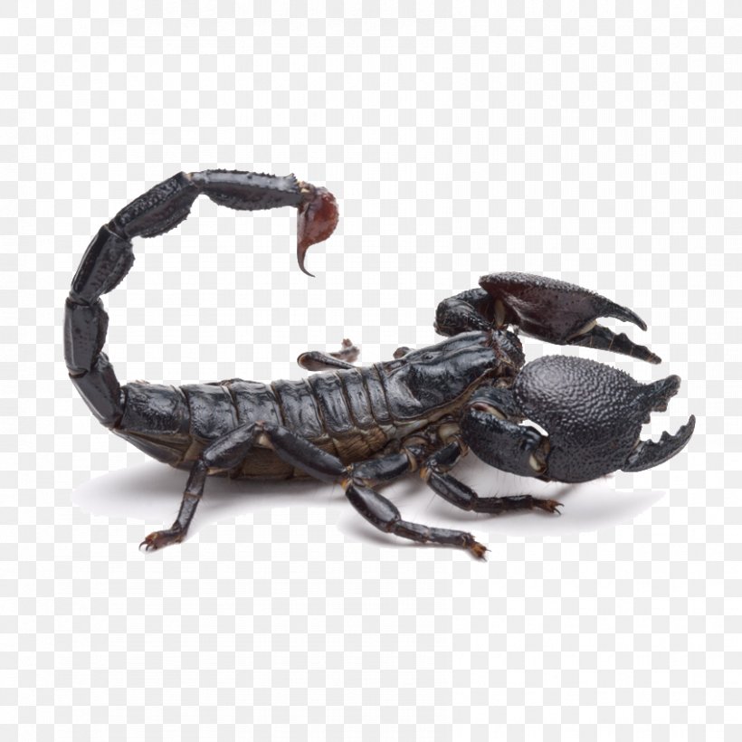 Emperor Scorpion Tail Poison, PNG, 850x850px, Scorpion, Animal, Arachnid, Arthropod, Cercophonius Squama Download Free