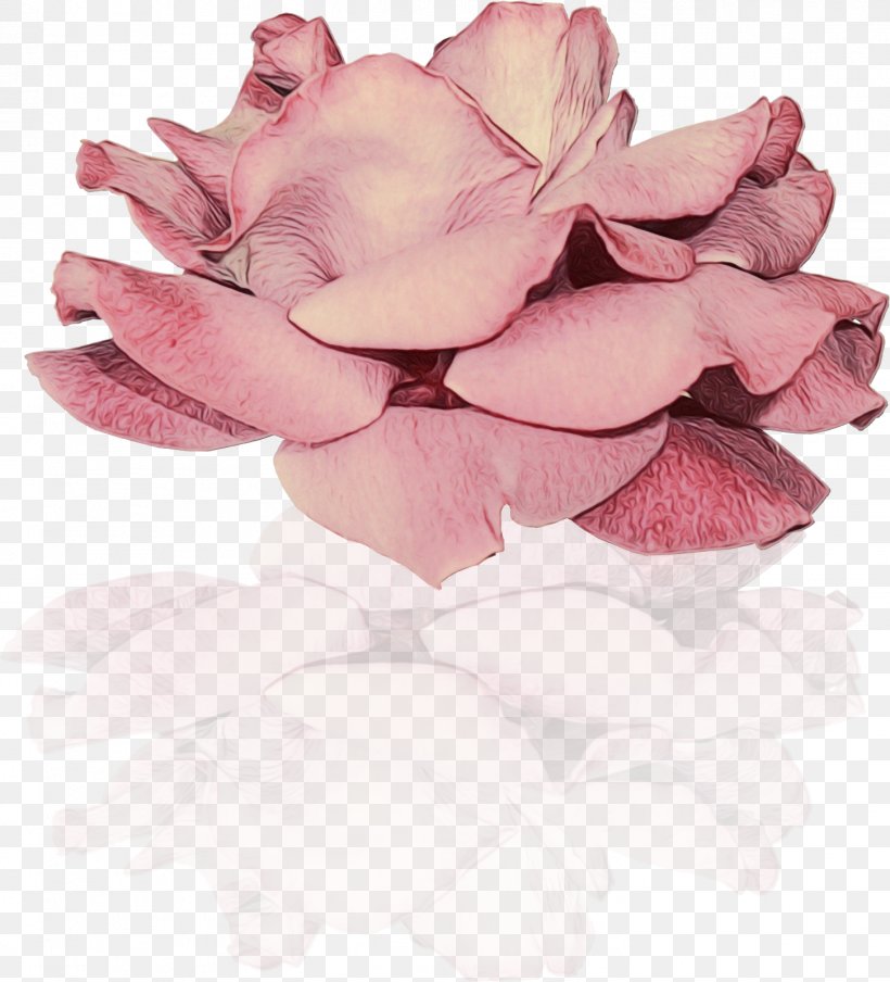 Garden Roses Cut Flowers Petal Close-up, PNG, 1451x1600px, Garden Roses, Closeup, Cut Flowers, Flower, Flowering Plant Download Free